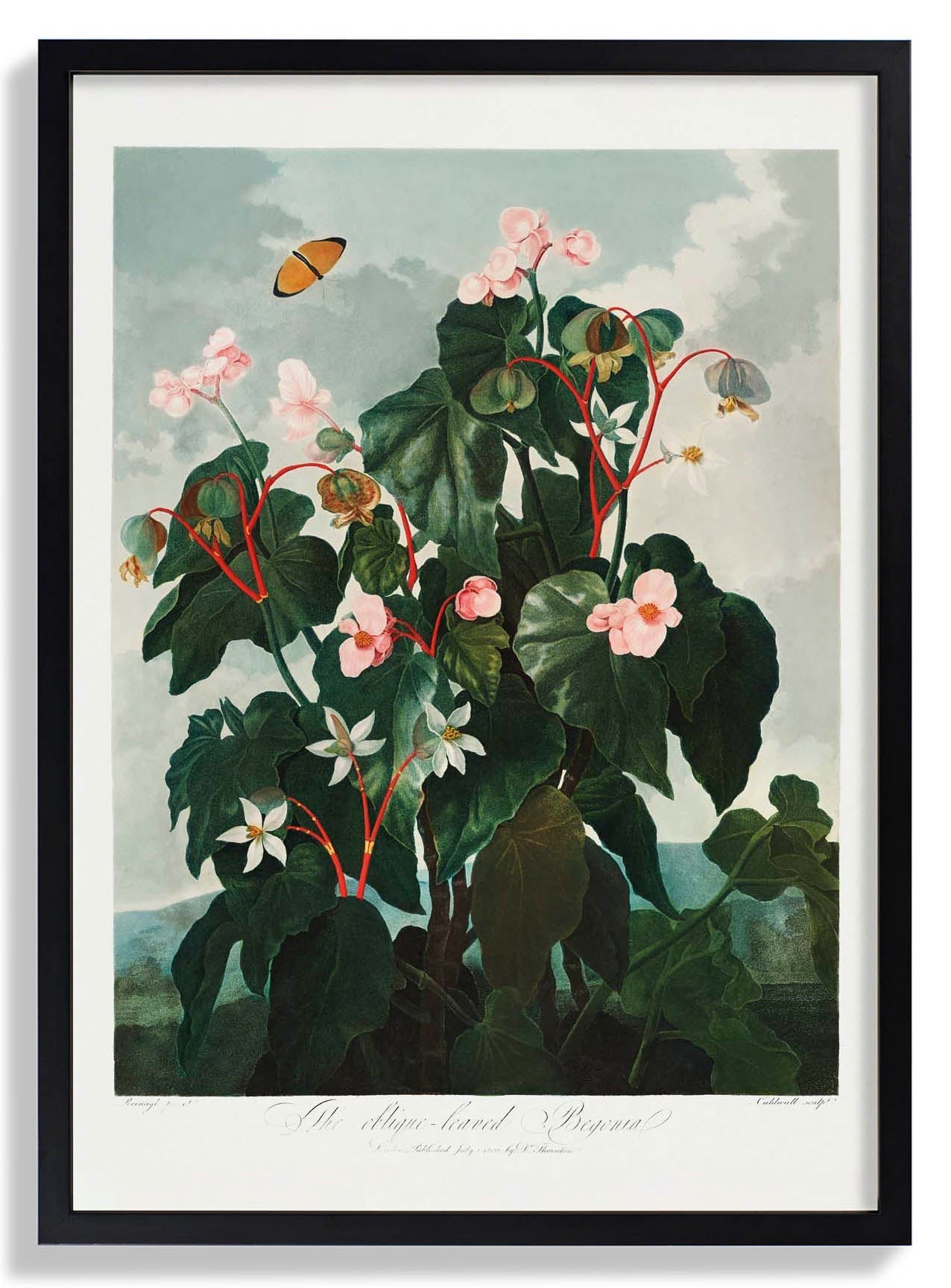 Begonia from The Temple of Flora