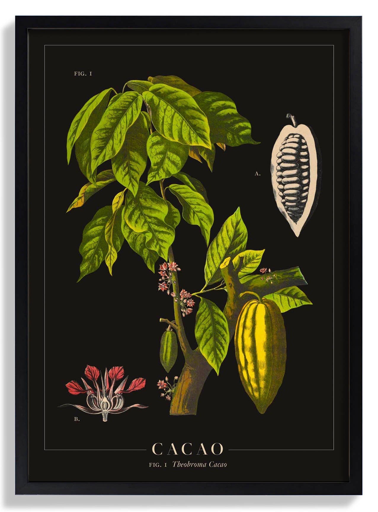 Cacao