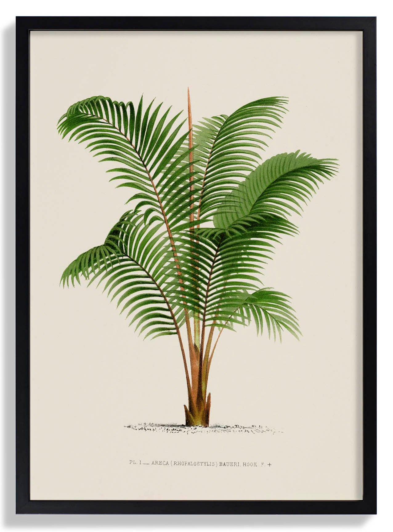 Areca Bauer Palm Tree Art Print