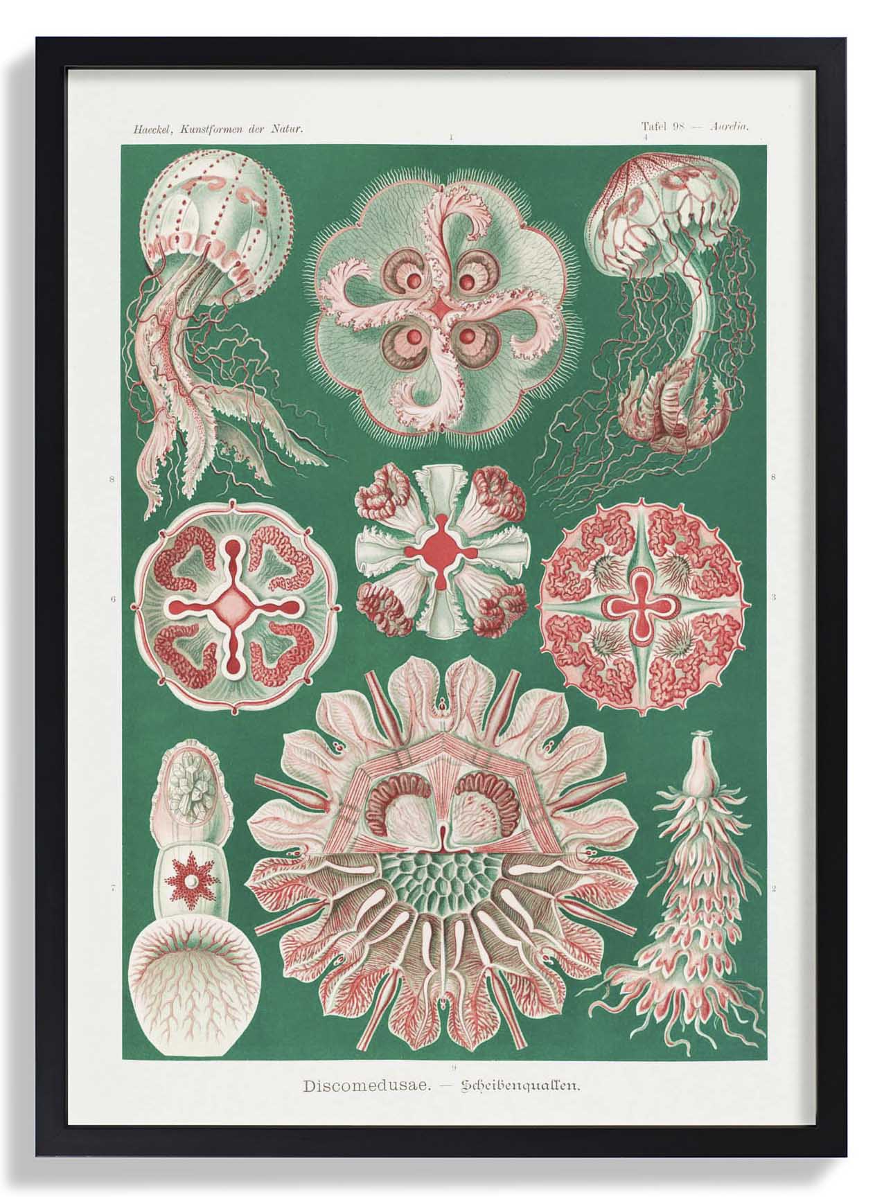 Discomedusae Green Pink by Ernst Haeckel with borders
