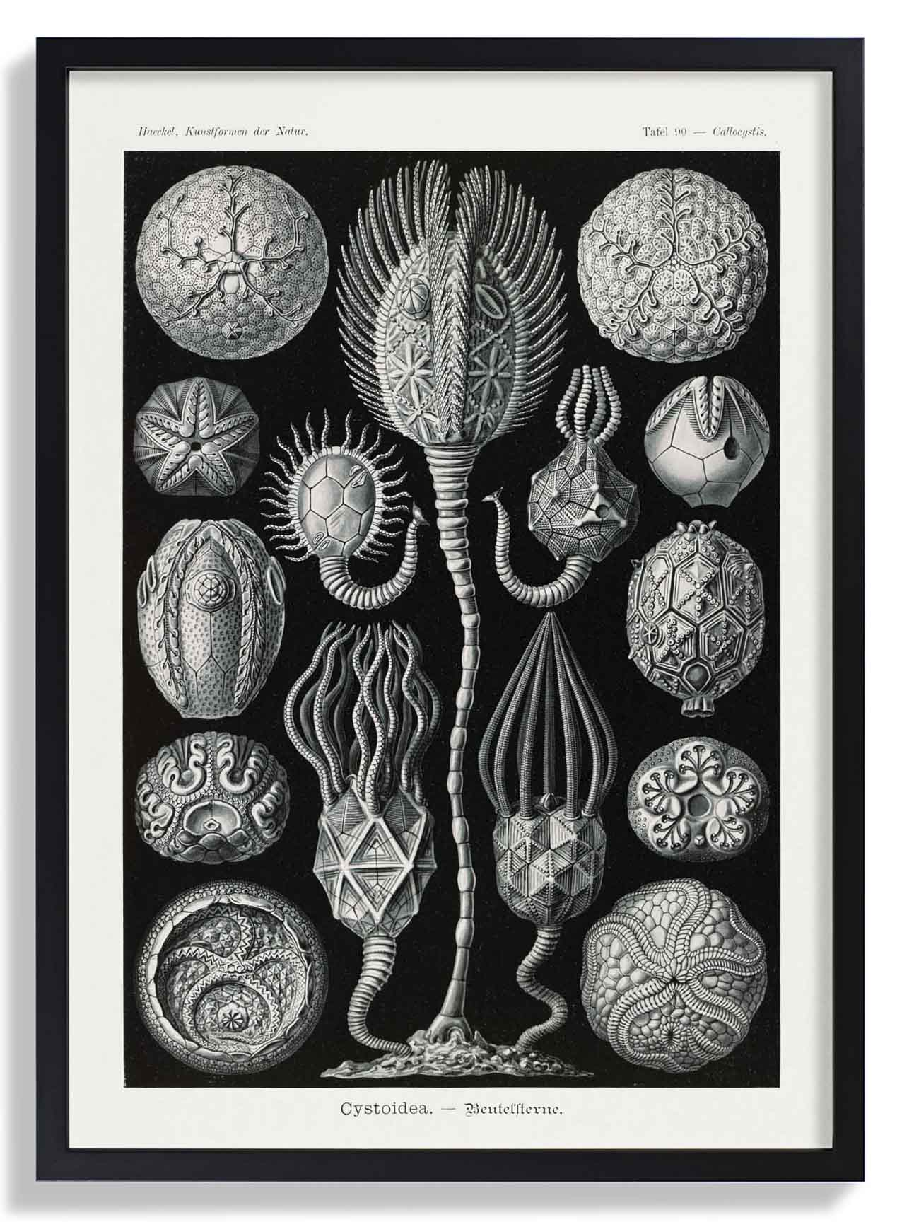 Cystoidea by Ernst Haeckel