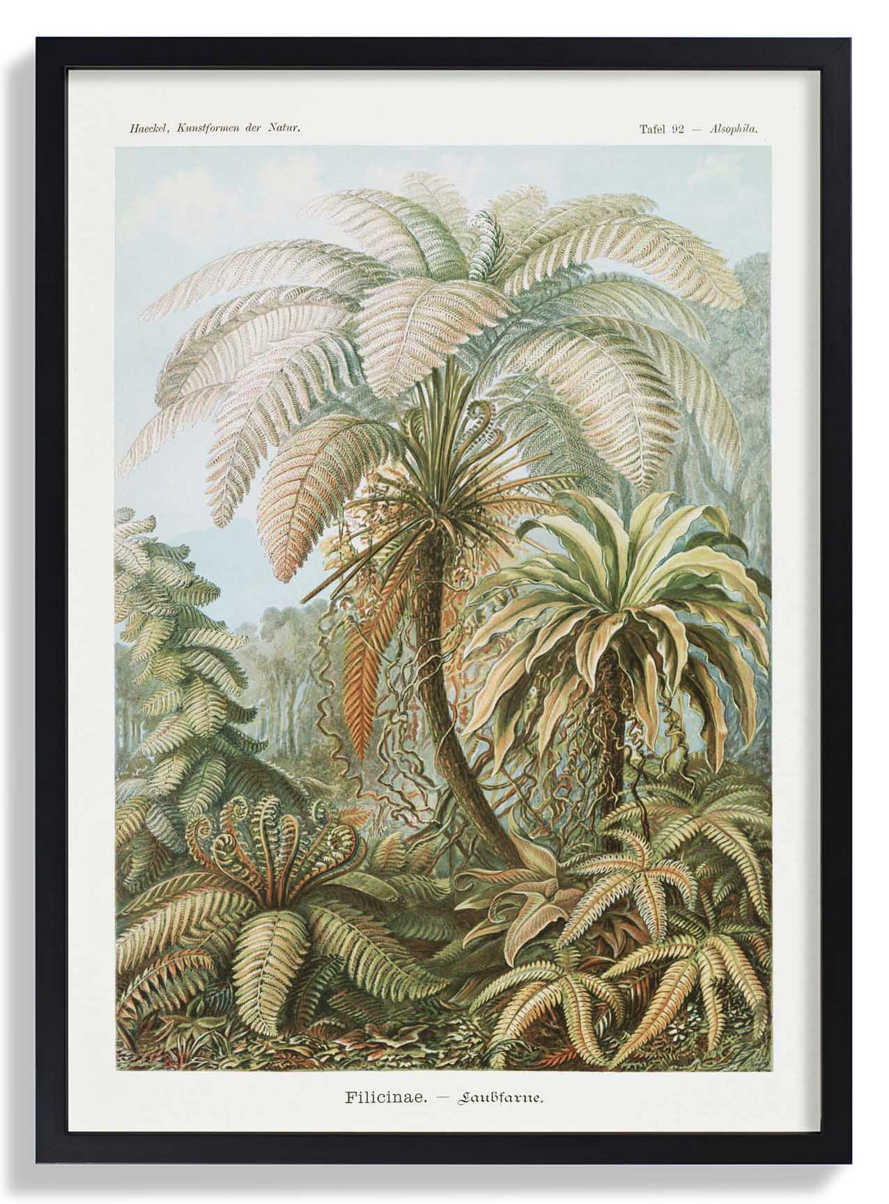 Filicinae Palm Tree by Ernst Haeckel