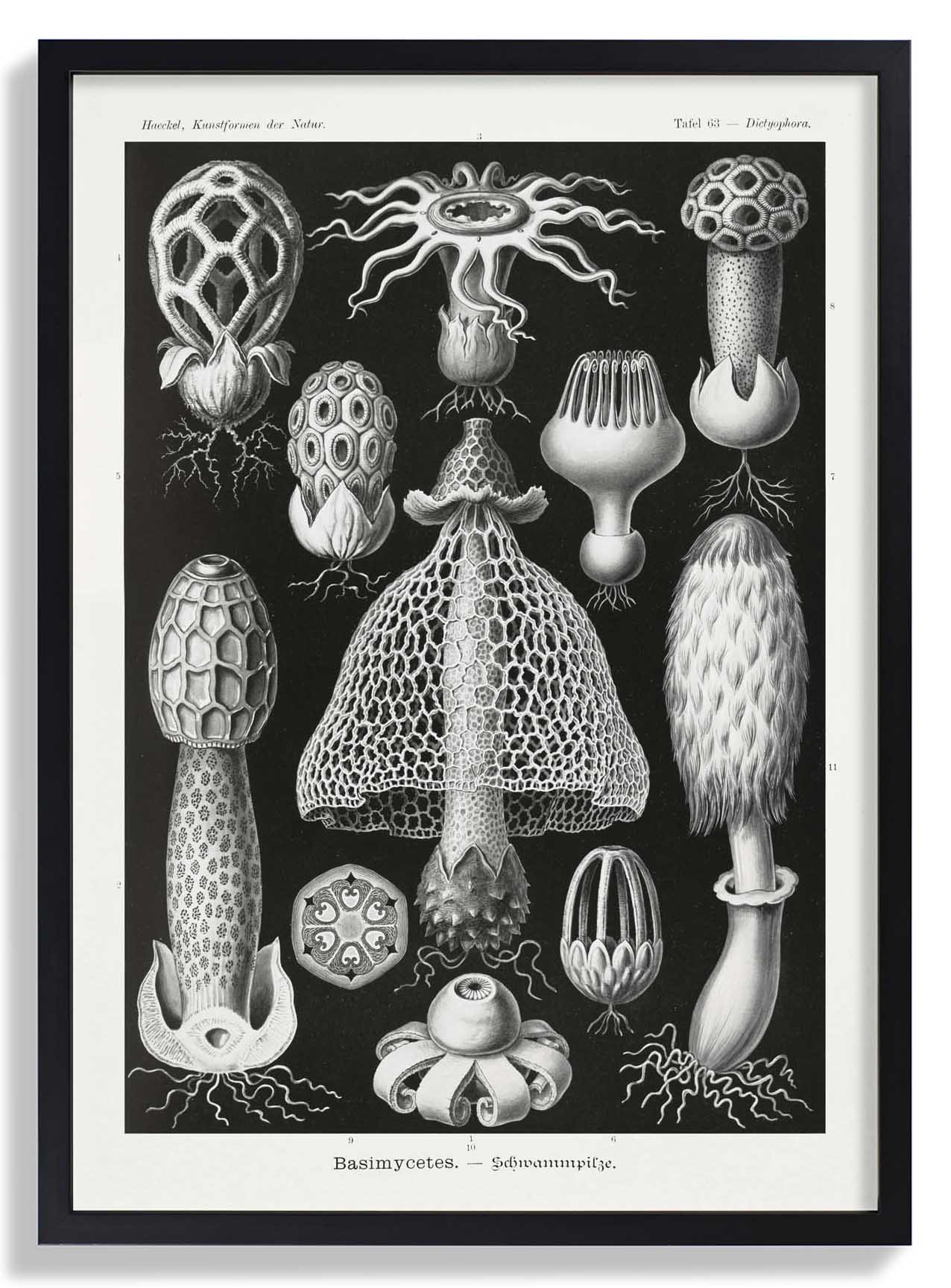 Basimycetes by Ernst Haeckel