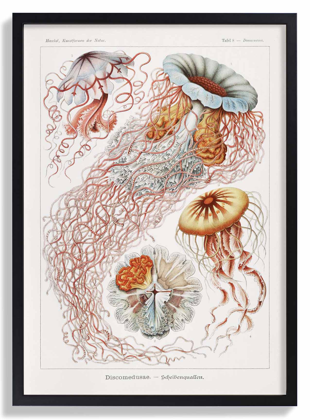 Discomedusae III von Ernst Haeckel