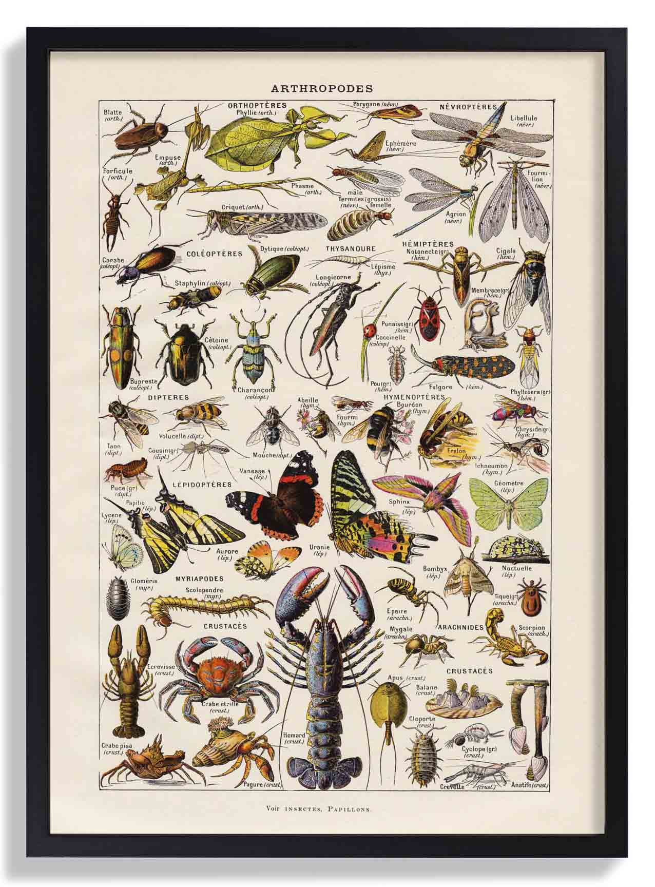 Arthropodes Larousse