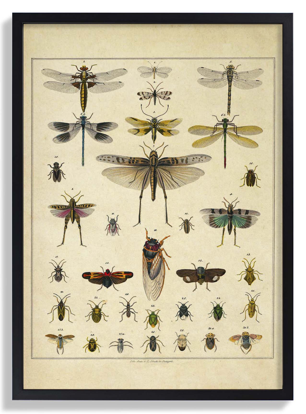 Insects by Oken