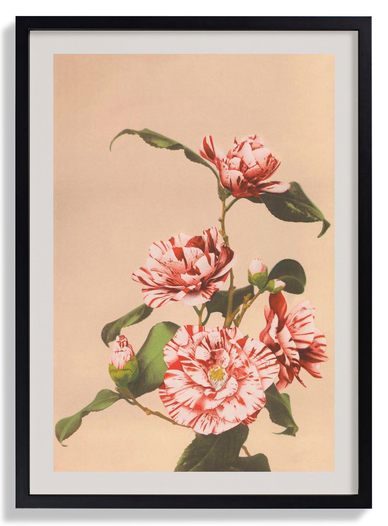 Striped Camellias by Ogawa Kazumasa