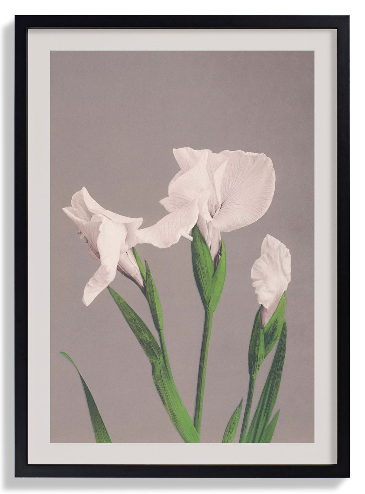 White Irises by Ogawa Kazumasa