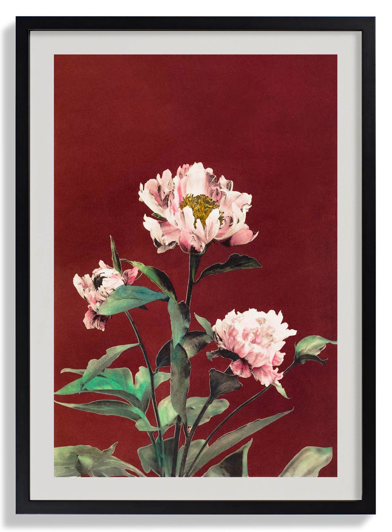 Hærdaceous Peony by Ogawa Kazumasa
