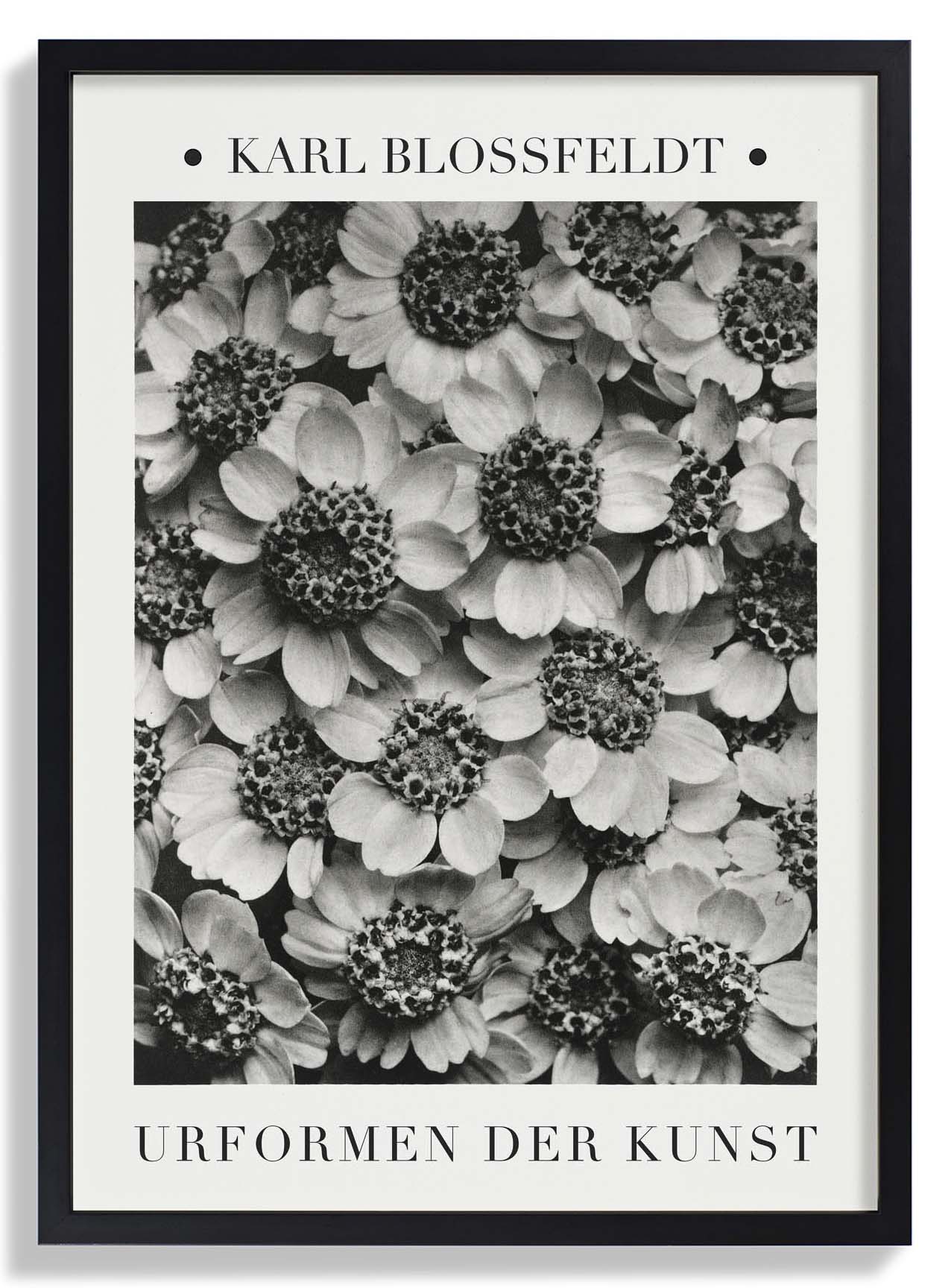 Karl Blossfeldt Pflanzenfotogravur Nr. 2