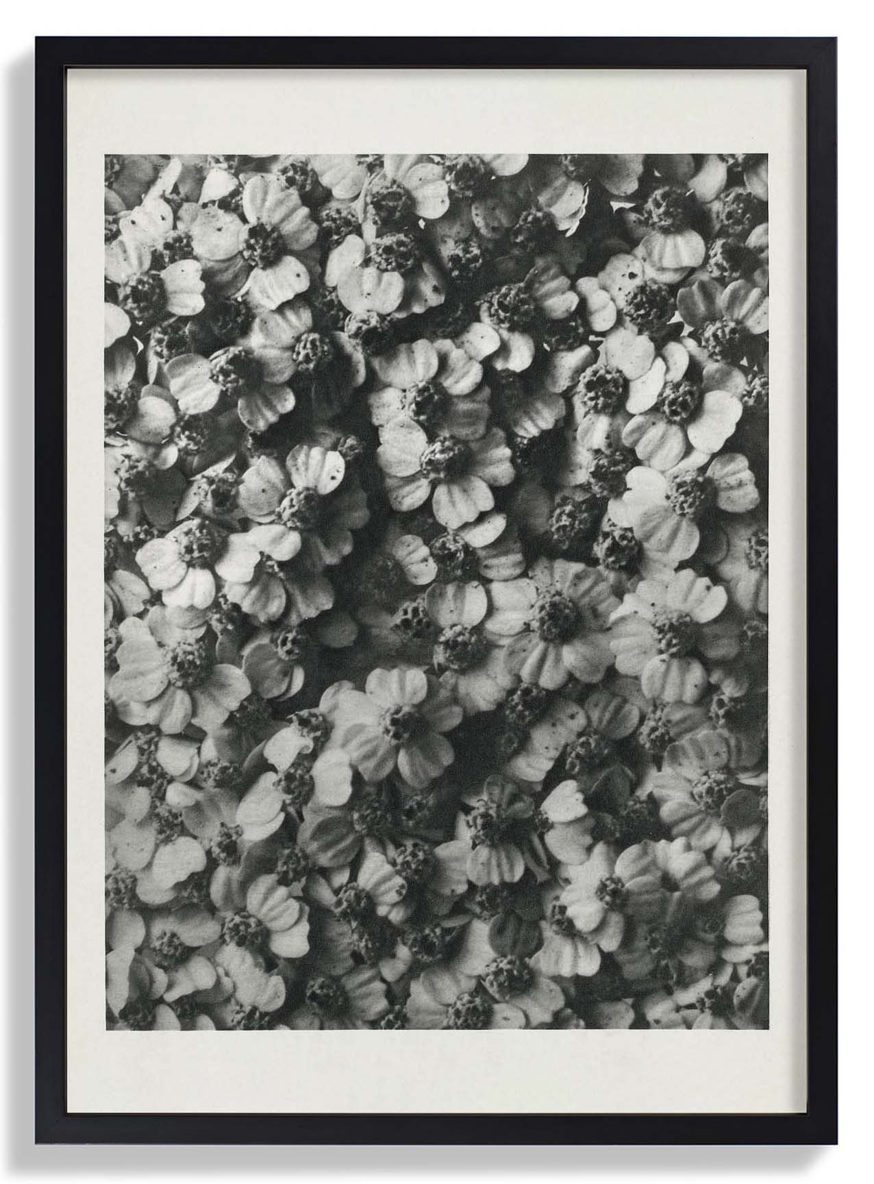 Karl Blossfeldt Pflanzenfotogravur Nr 68