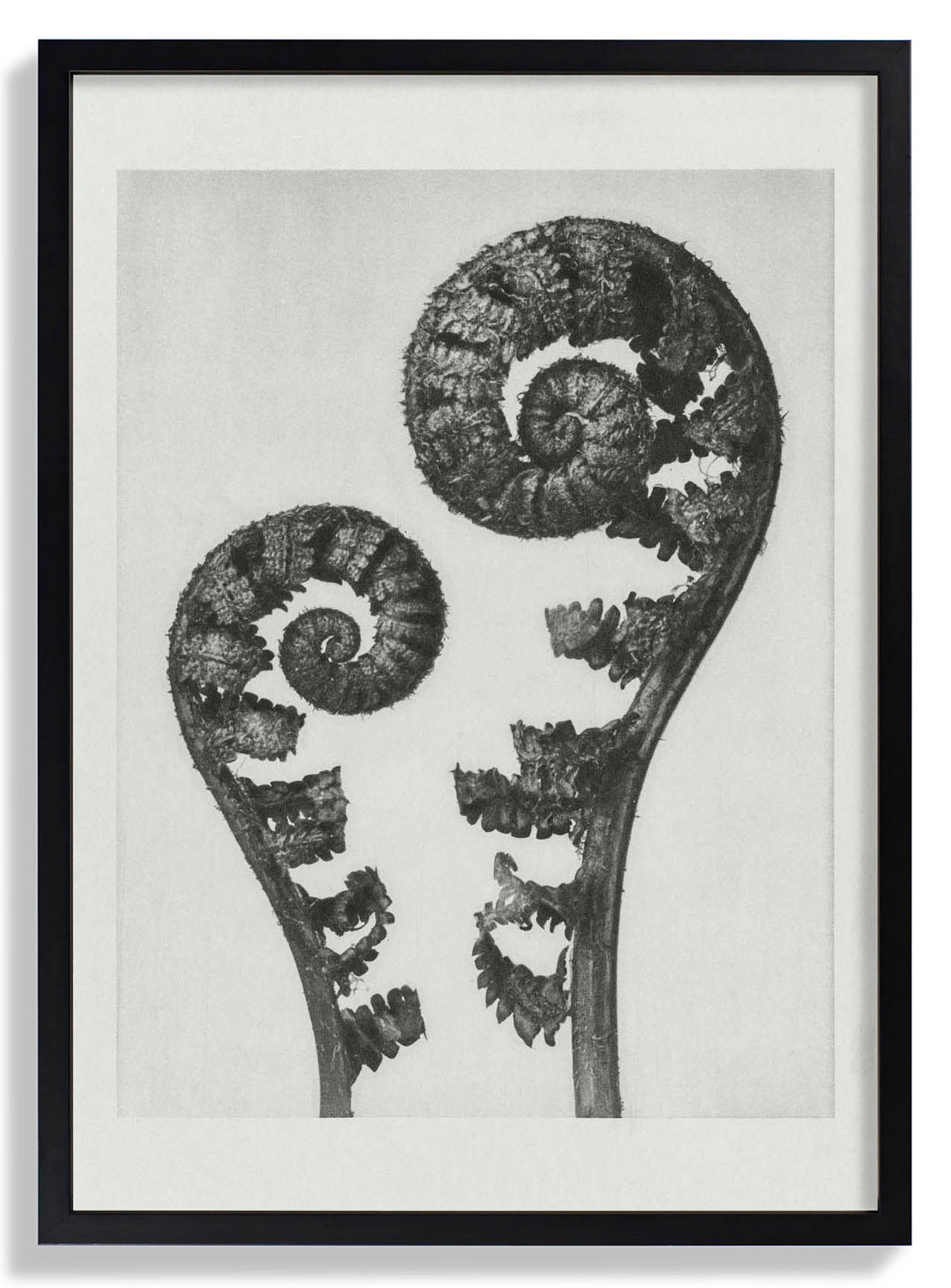 Karl Blossfeldt Pflanzenfotogravur Nr 109