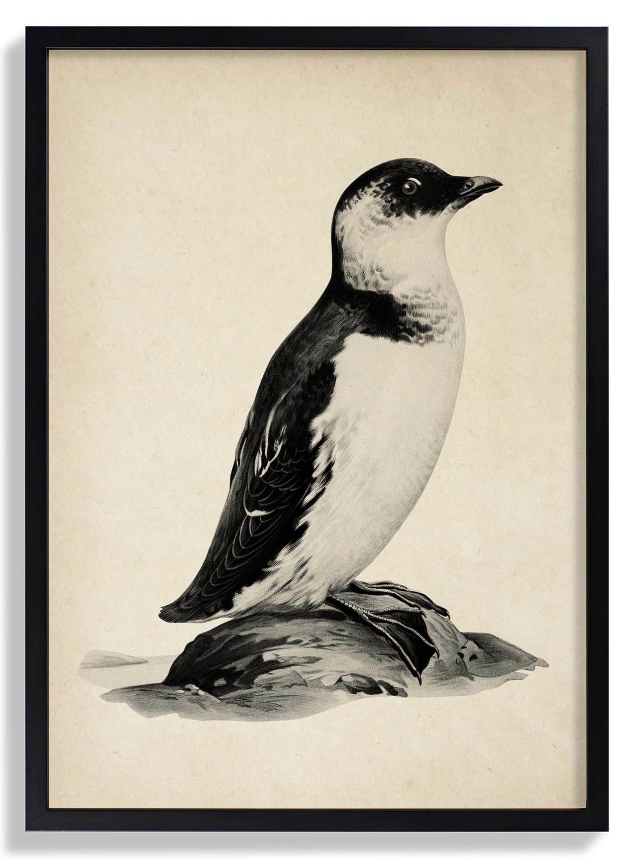 Antique Penguin