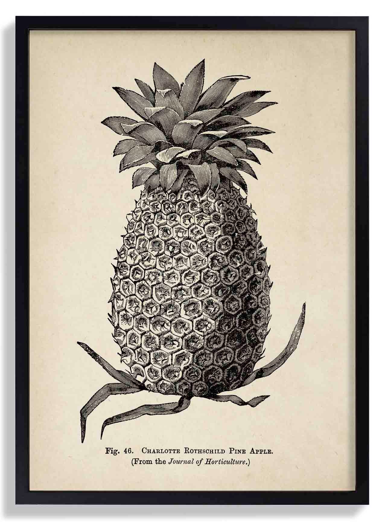 Antique Pineapple