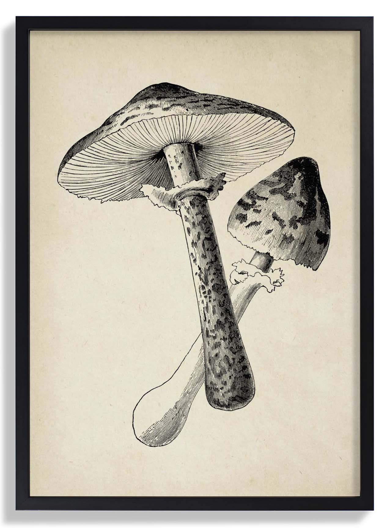 Antique Mushroom