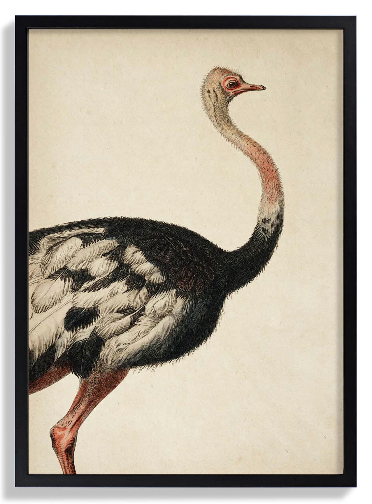 Antique Ostrich I