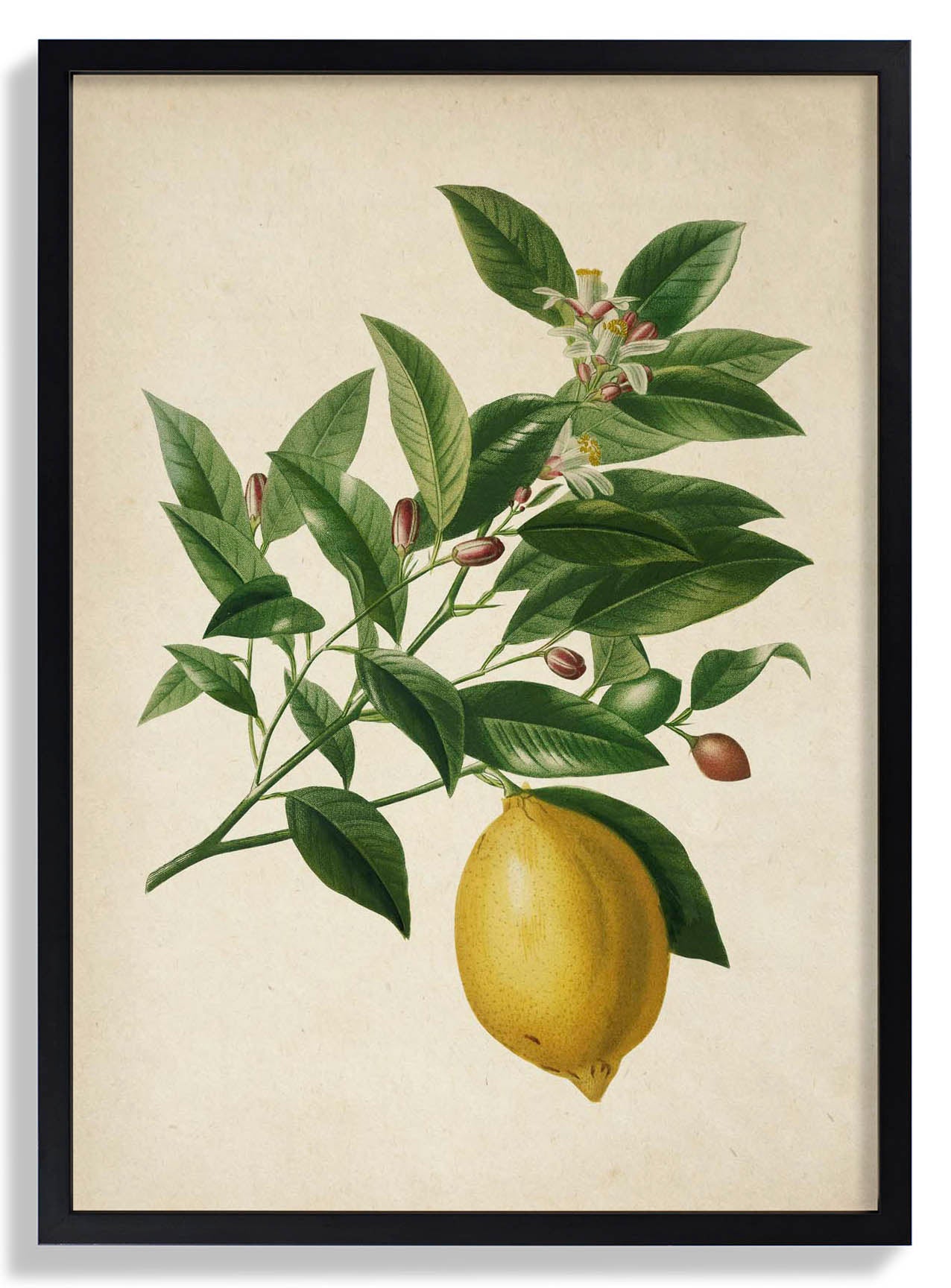 Antique Lemon