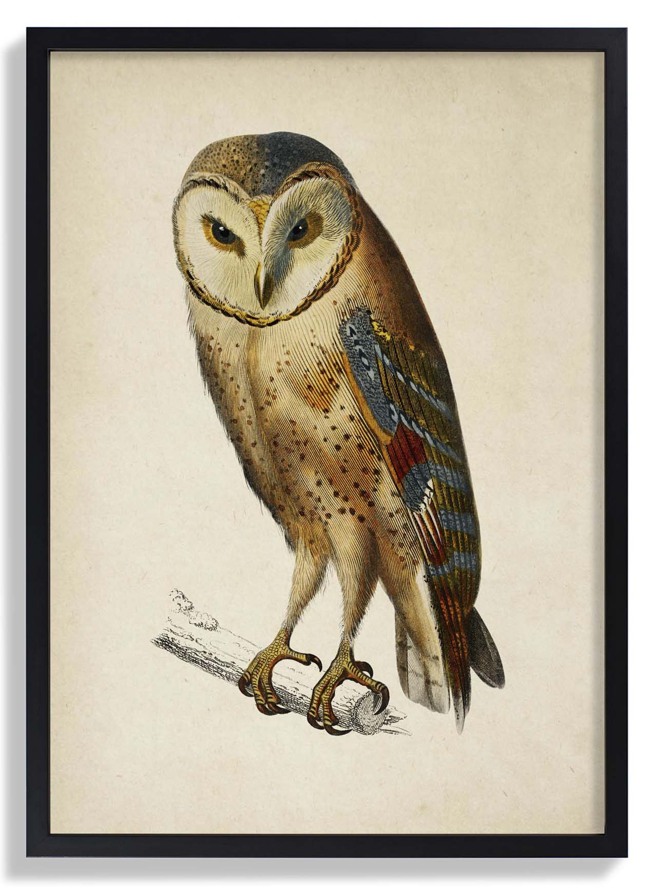 Antique Owl