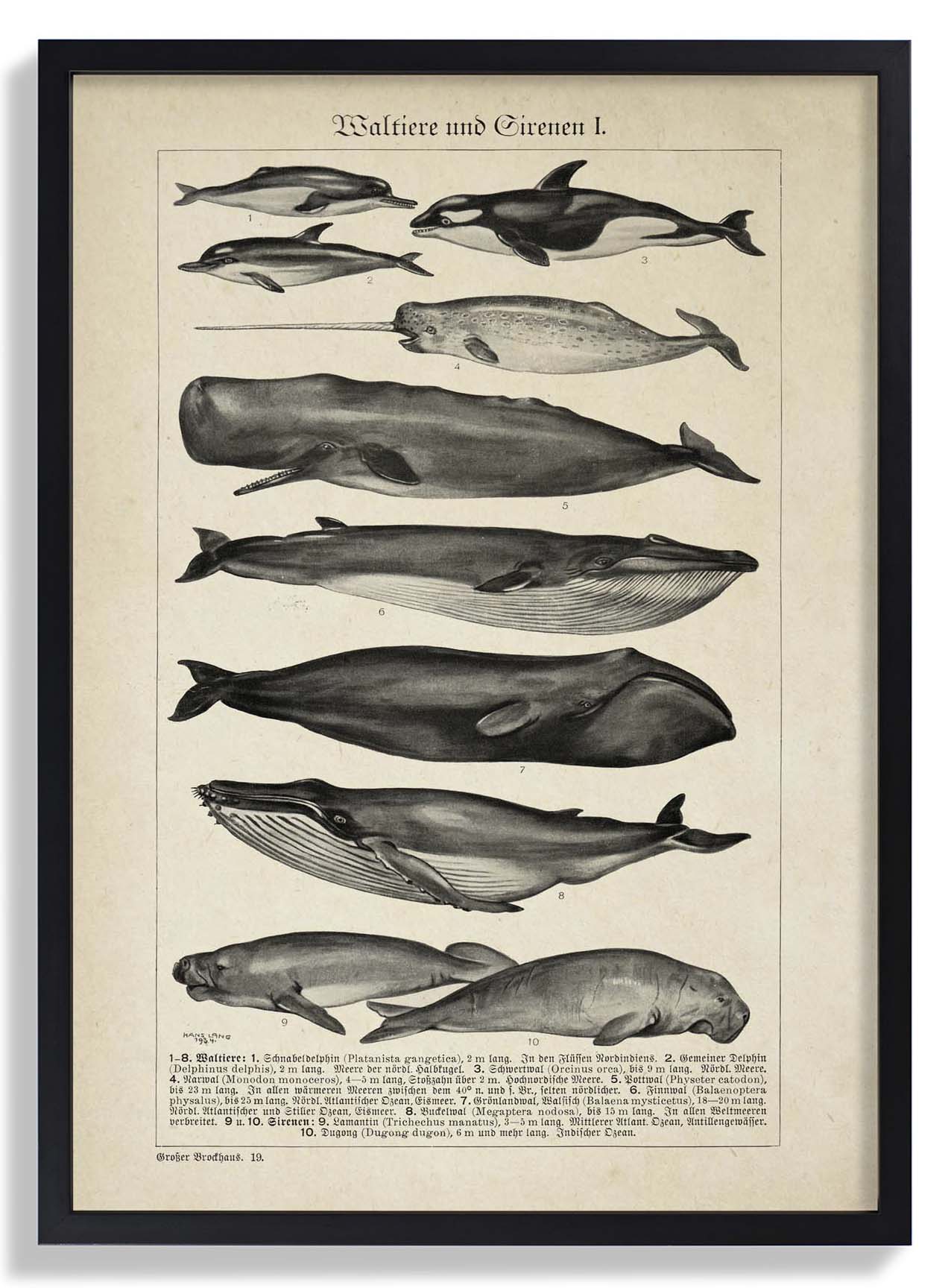 Antique Whales