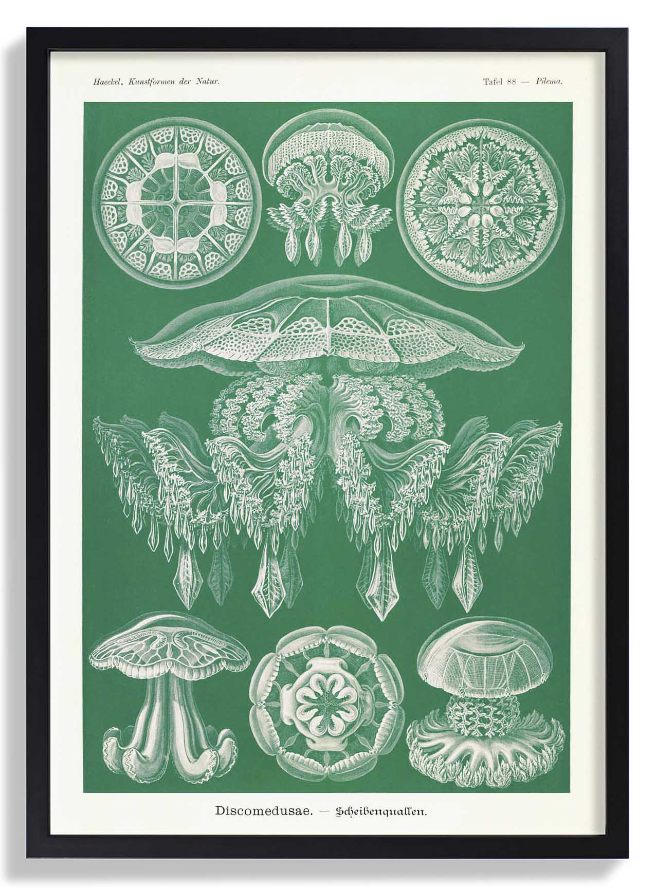 Discomedusae Green Jellyfish by Ernst Haeckel with borders