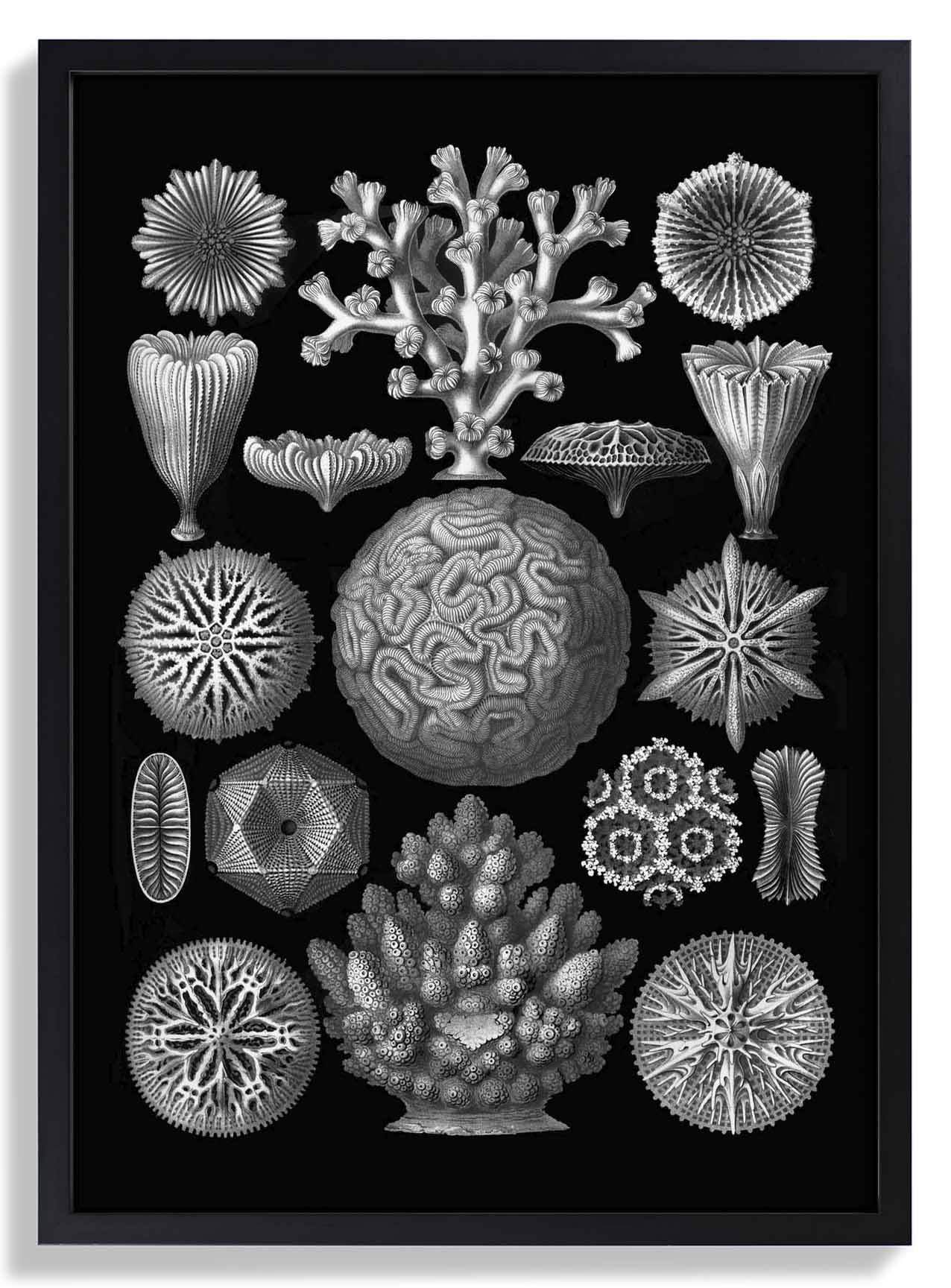 Hexacoralla by Haeckel