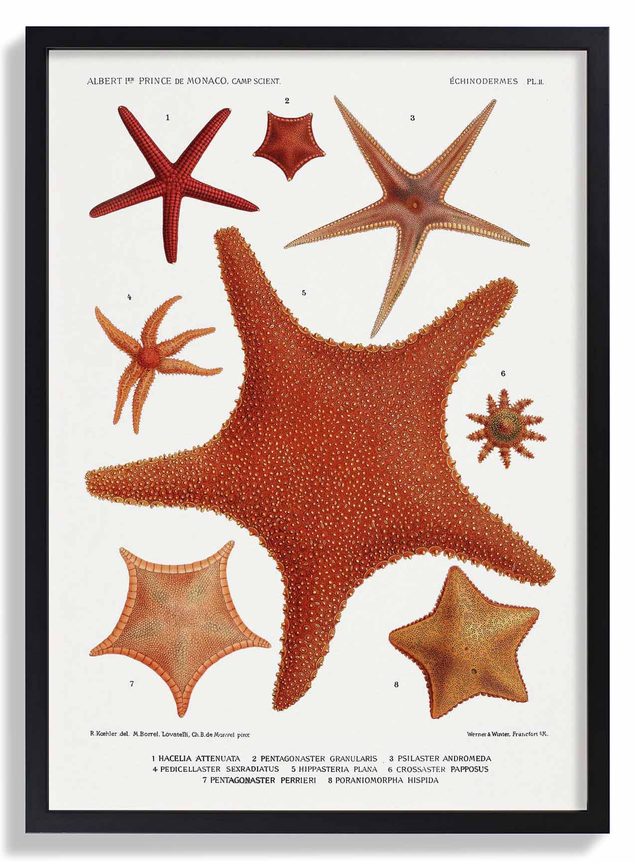Starfish Varieties 2
