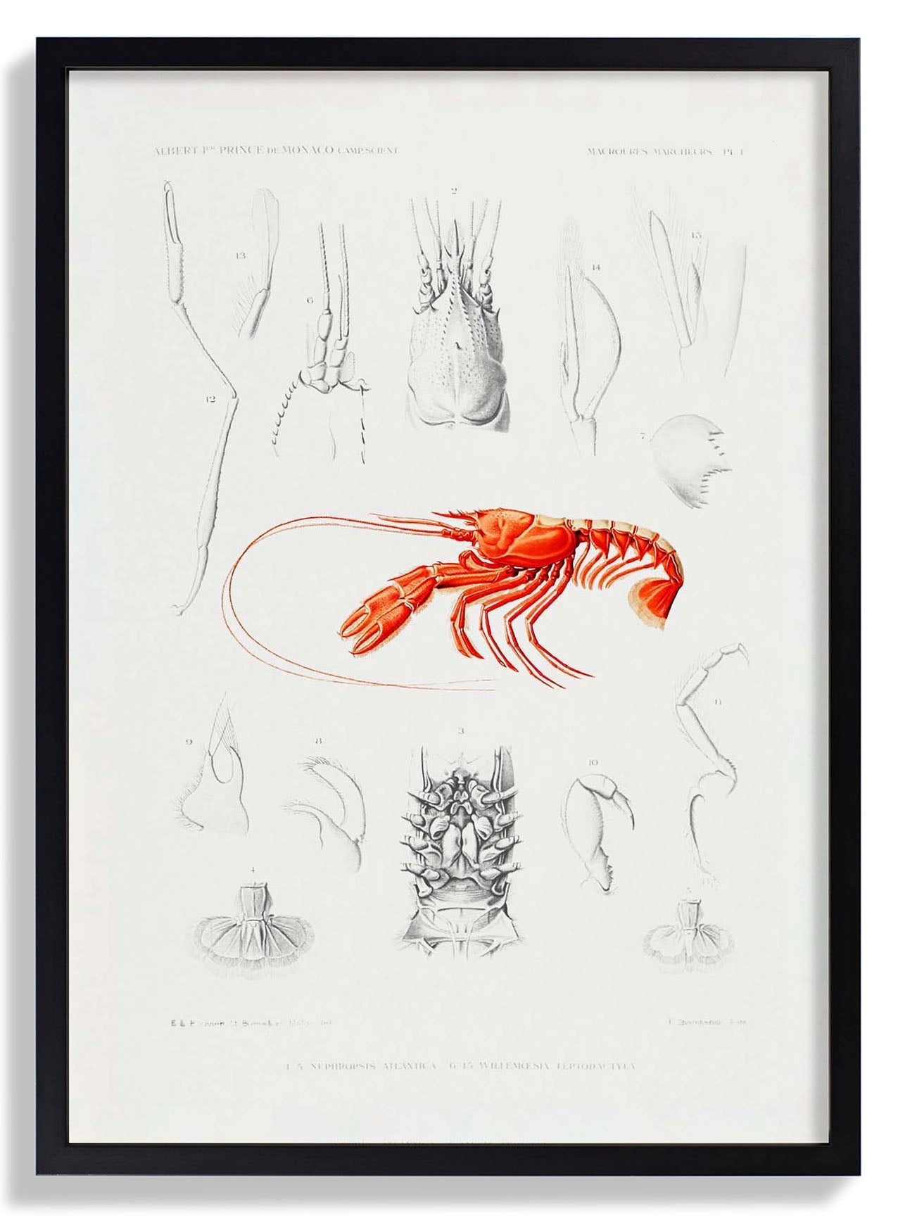 Shrimps External and Internal Organs