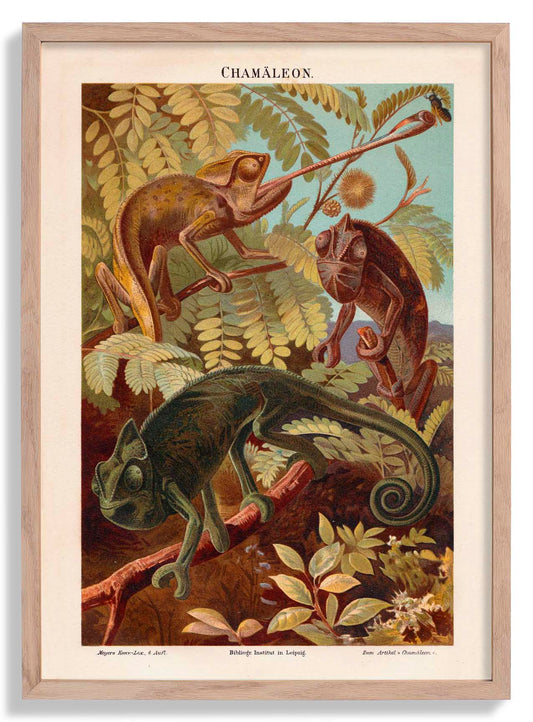 Chameleons Nature Poster