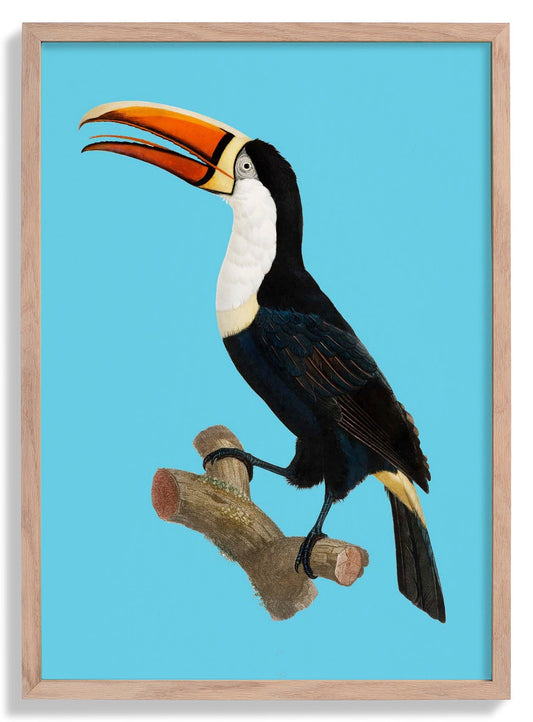 Toucan on Blue Animal Print