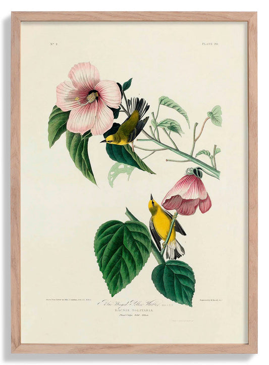Blue Winged Yellow Warbler from Birds of America Poster
