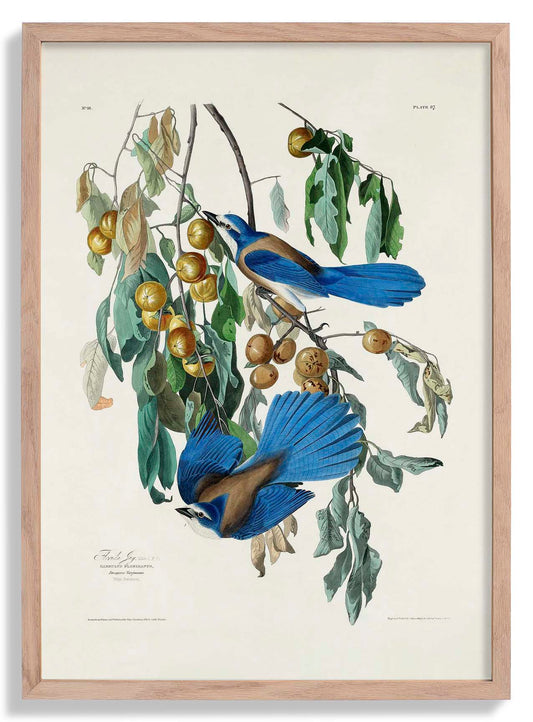 Florida Jay from Birds of America Poster