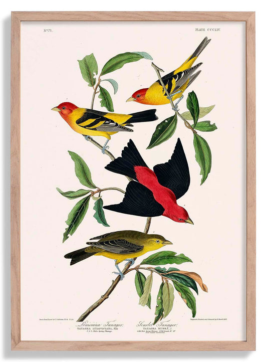 Louisiana Tanager & Scarlet Tanager from Birds of America Poster