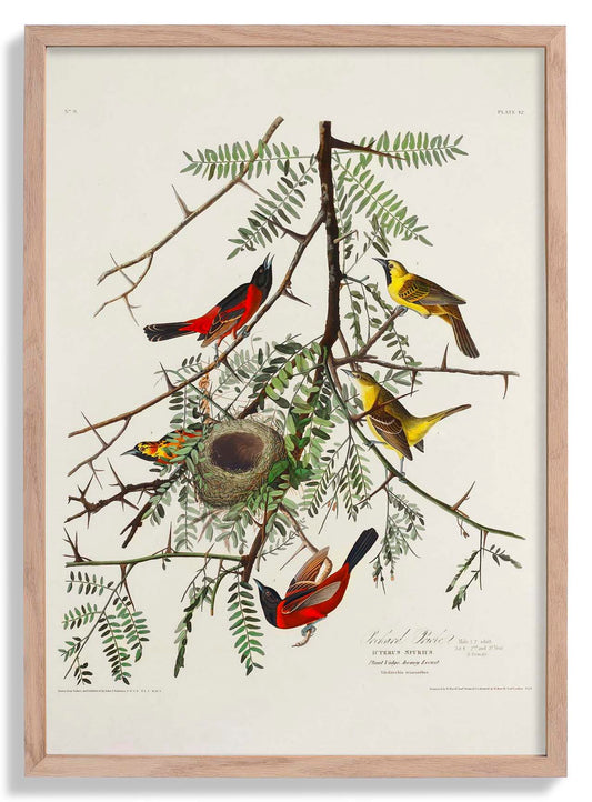 Orchan Criole from Birds of America Poster