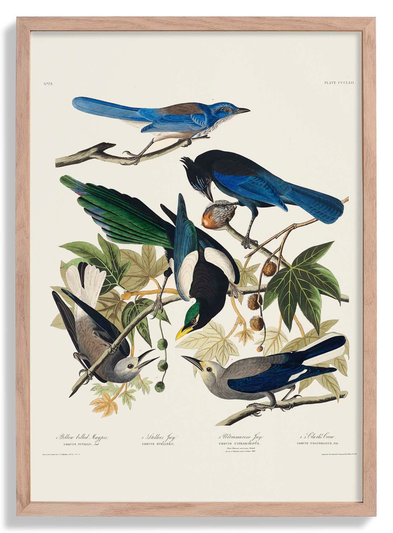 Yellow-Billed Magpie, Stellers Jay, Ultramarine Jay and Clark's Crow - Birds of America