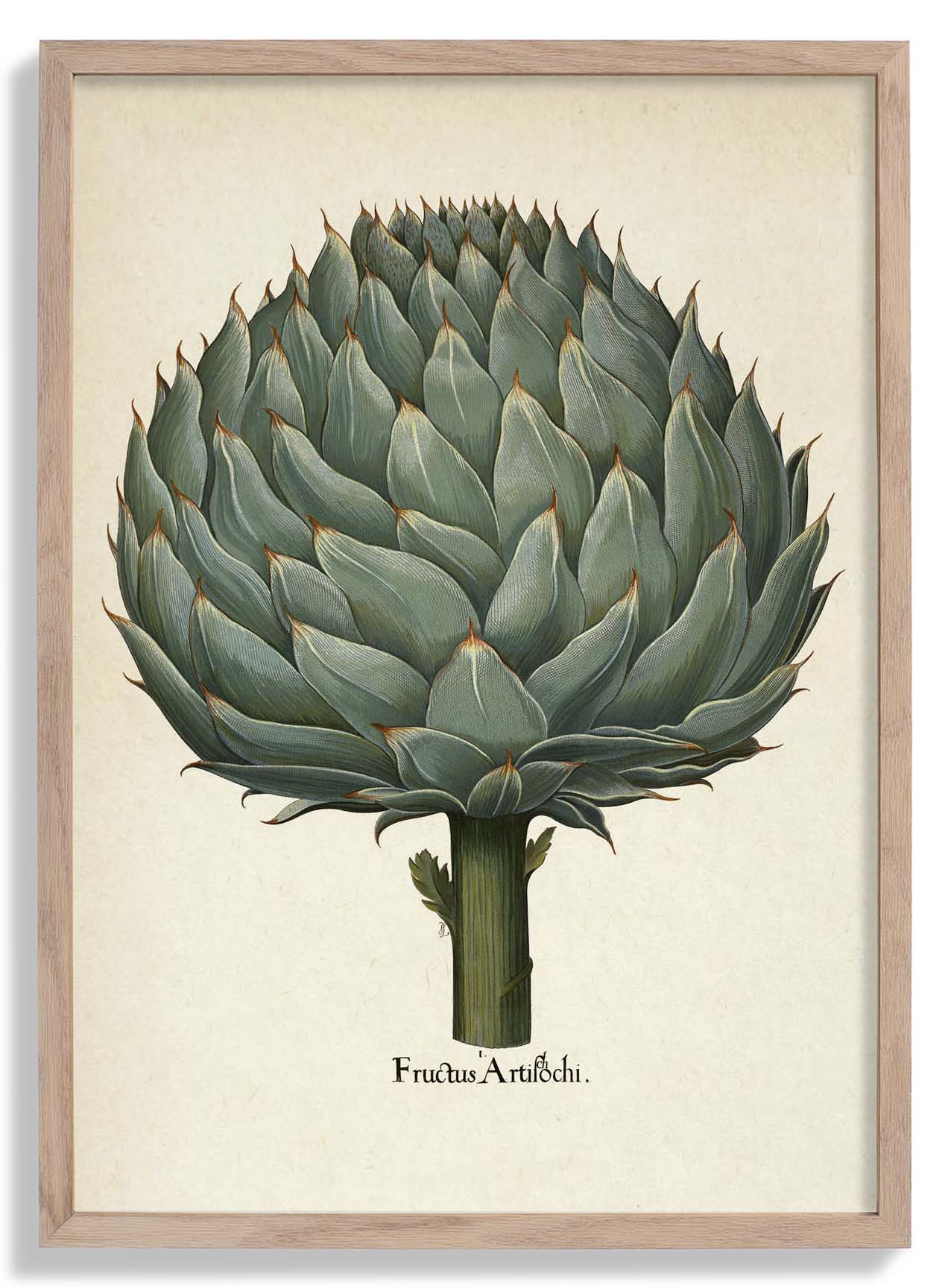 Artichoke Botanical Poster