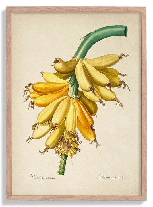 Banana Vintage Poster