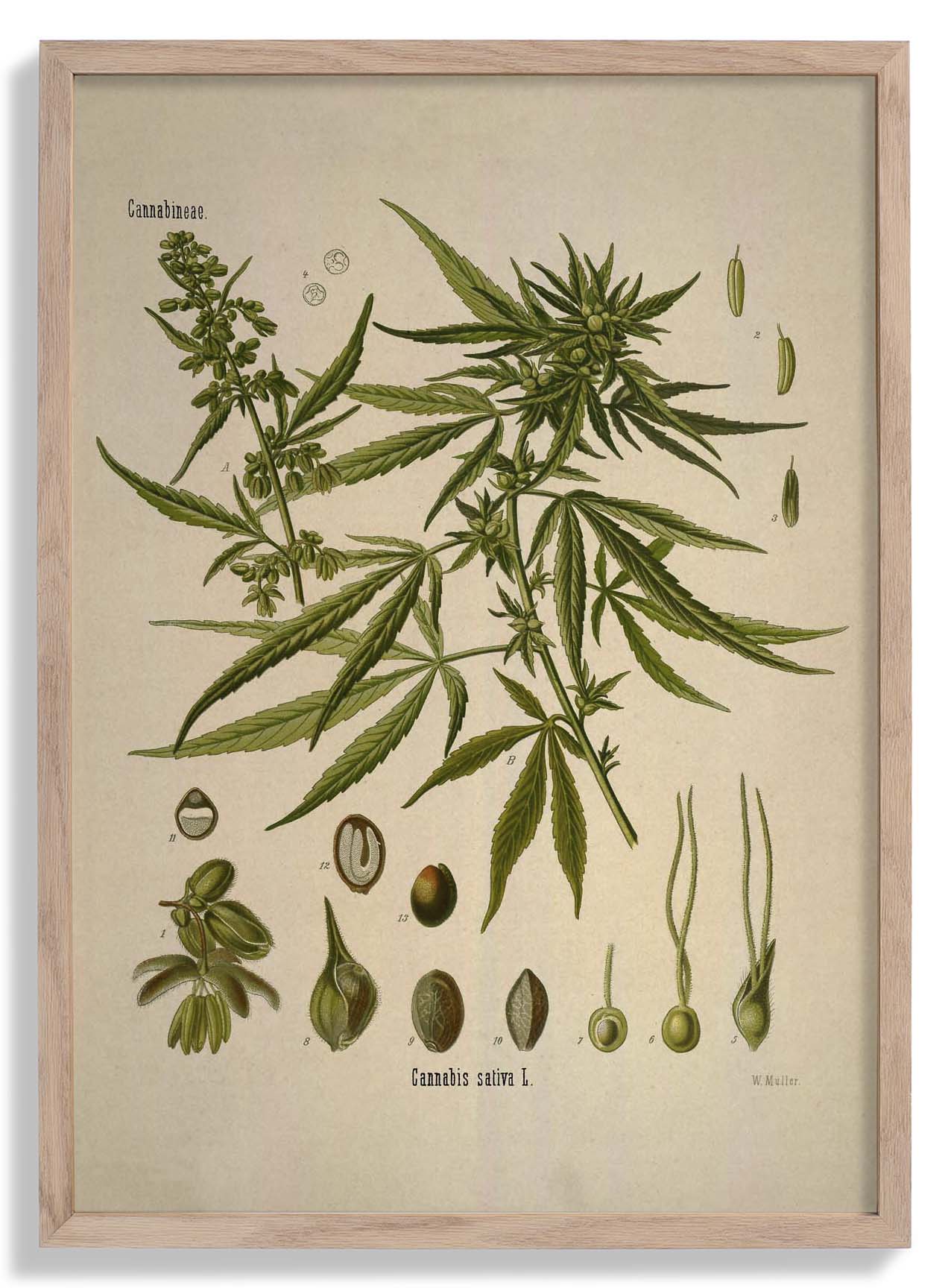 Cannabis Sativa School Chart