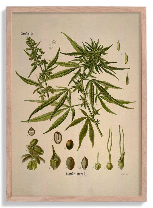 Cannabis Sativa School Chart