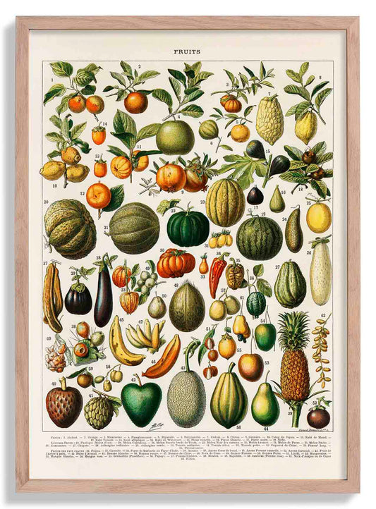 Fruits And Legumes Antique Chart by Adolphe Millot Poster