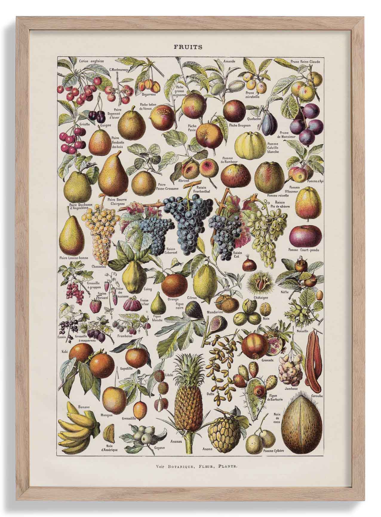 Antique Fruits Chart by Adolphe Millot
