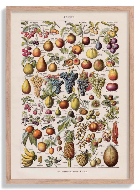 Antique Fruits Chart by Adolphe Millot