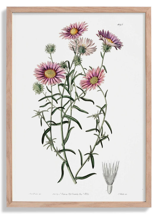 Vintage Hoary Flower Poster