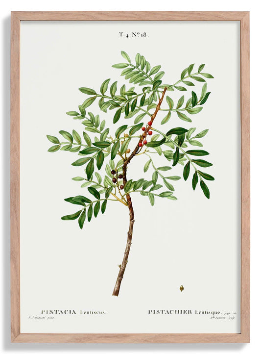 Pistachio Plant Poster