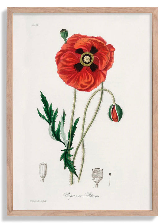 Poppy Flower Poster