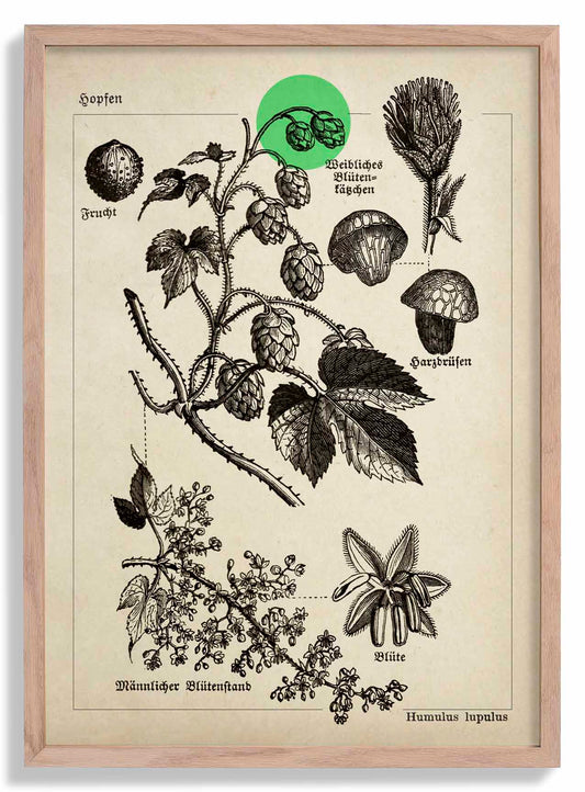 Hops Botanical Poster