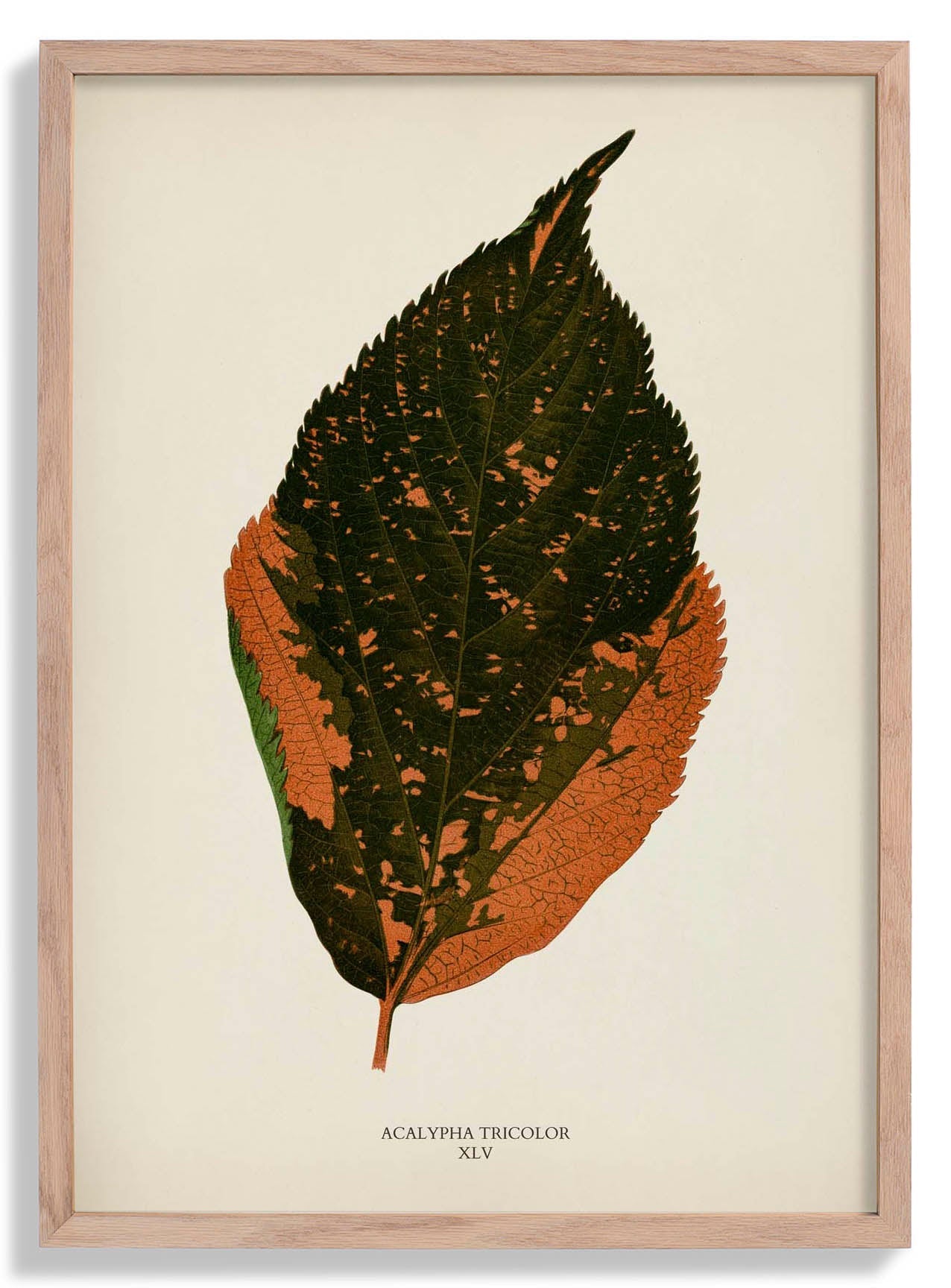 Acalypha Tricolor - Rare Leaves Poster