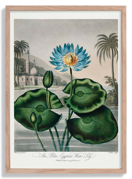 Flower Print Egyptian Water Lilly Temple of Flora