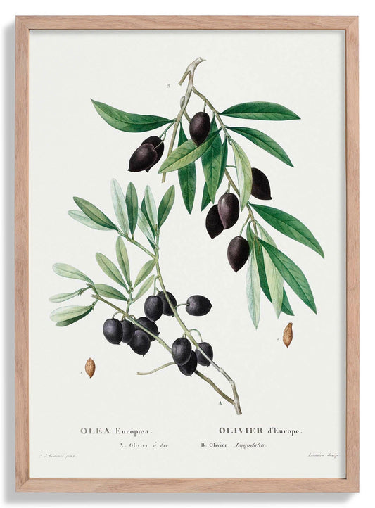 Olive Tree Botanical Poster