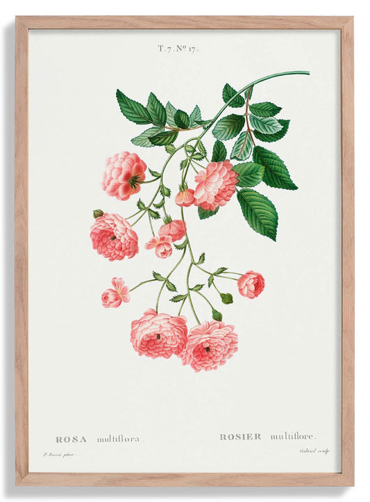Rosa Multiflora Botanical Poster