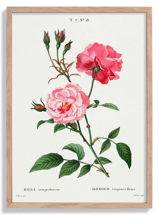 Rosa Semperfloreans Botanical Poster